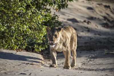 Lion walking on a land