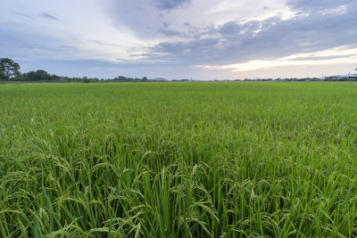 Scenic view of agricultural field against sky
