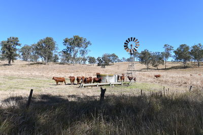 Horses in a field