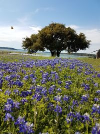 Purple flowering plants on field against sky
