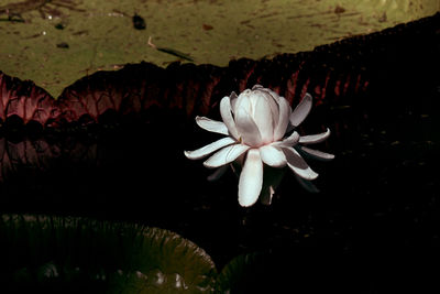 Close-up of white flowering plant floating on water at night