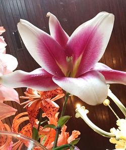 Close-up of pink flower