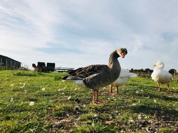 Curious goose