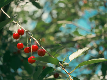 fruit