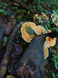 High angle view of mushroom growing on field