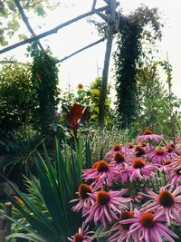Close-up of flowers blooming on plant