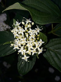 Close-up of white flowering plant