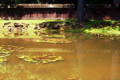 Reflection of trees in water