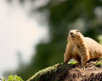 Close-up of squirrel on rock