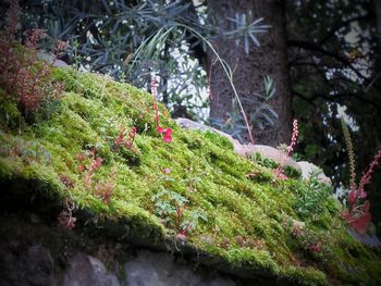 Close-up of moss growing on tree in forest