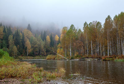 Trees by lake in forest against sky