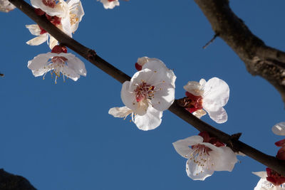 Low angle view of cherry blossoms against sky