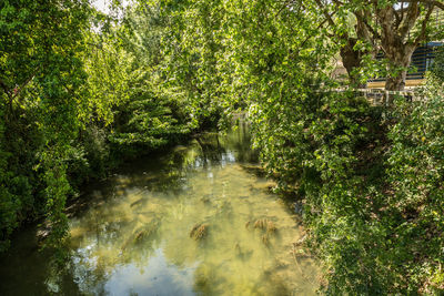 River amidst trees in forest