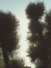 Low angle view of silhouette trees against sky