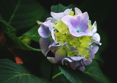 Close-up of purple flowering plant