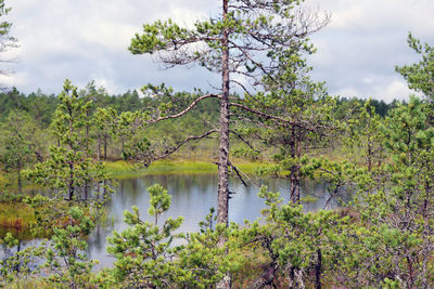 Scenic view of lake against trees in forest