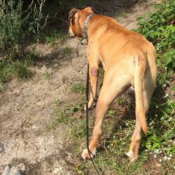 Side view of a horse standing on grass