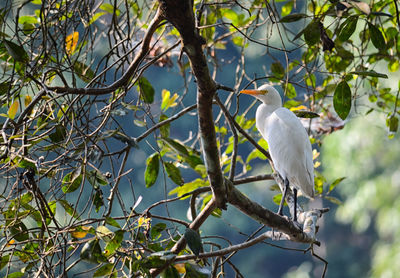 White heron perching on tree