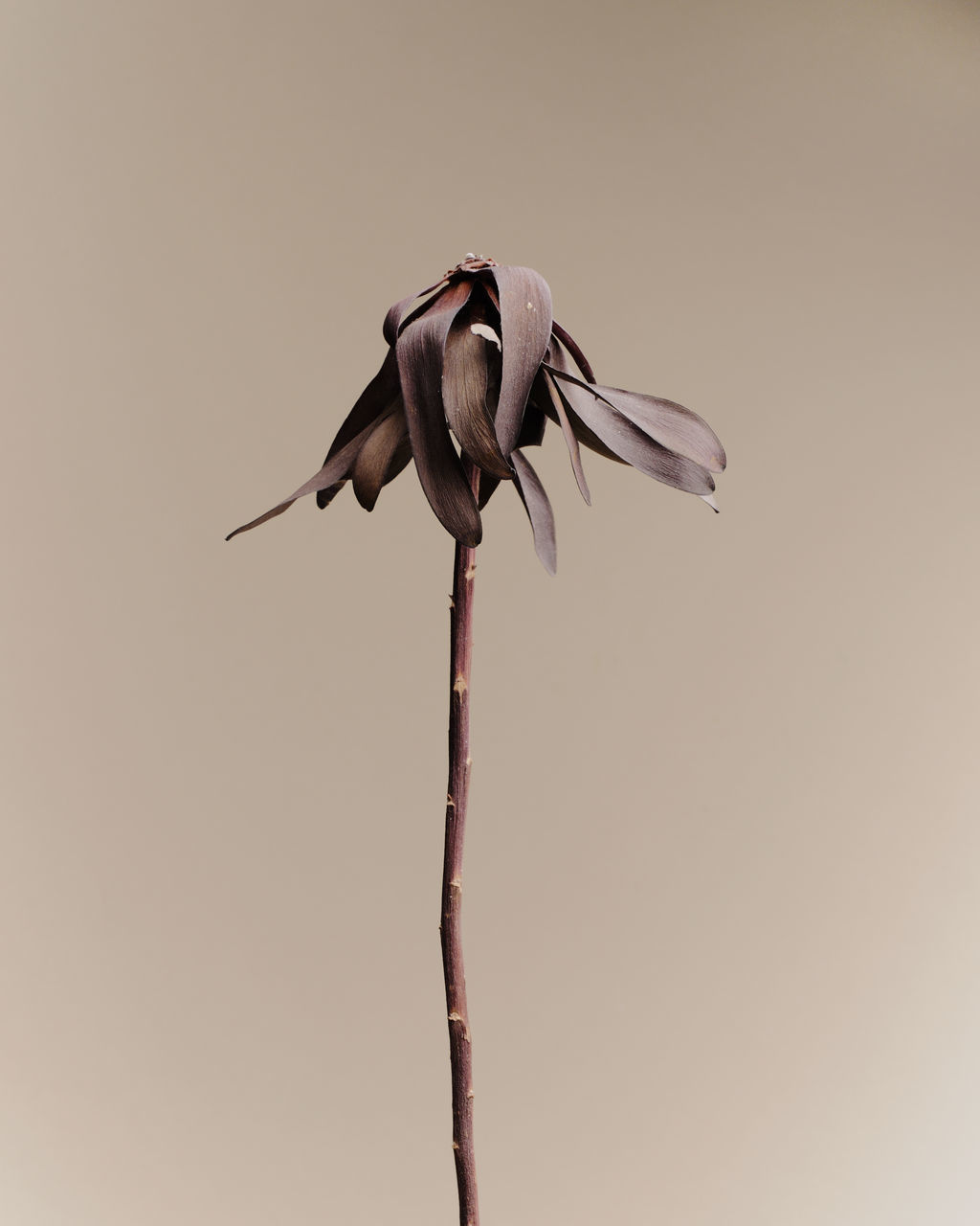 Dried flower on beige background