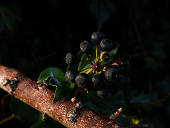 Close-up of fruits growing on tree