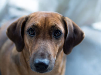 Close-up portrait of dog