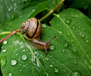 Close-up of snail on wet leaves
