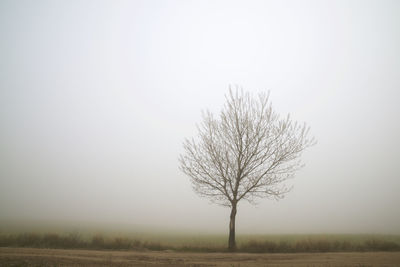 Bare tree on field against sky