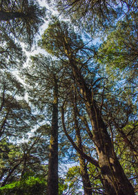 Low angle view of trees against sky