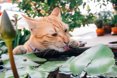 Close-up of ginger cat on plant