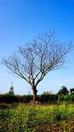 Bare trees on field against blue sky