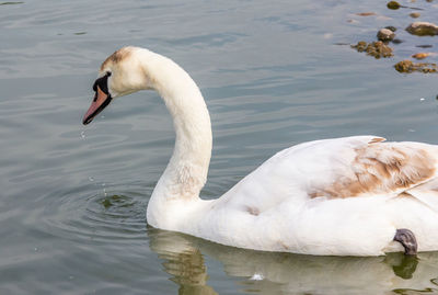 Swan floating on lake