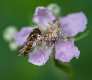 Close-up of bee pollinating on pink flower