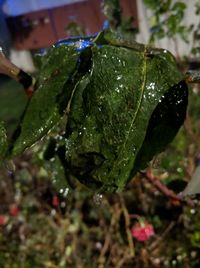 Close-up of wet plant leaves during rainy season