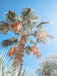 Low angle view of coconut palm tree against clear blue sky