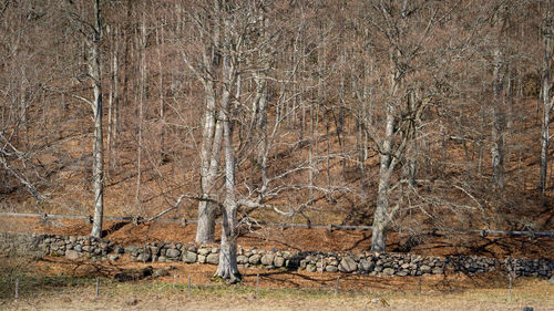 View of an animal on land