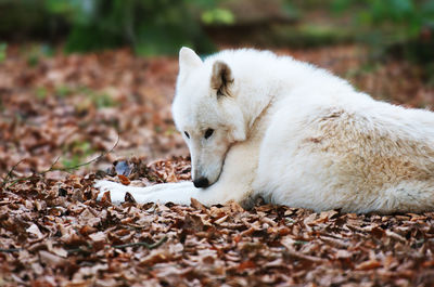 Dog relaxing on field