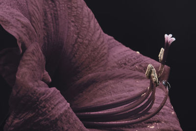 Close-up of insect over black background