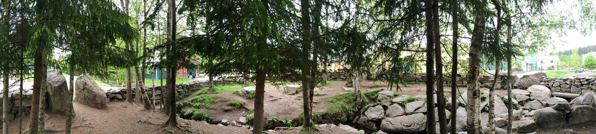 Footpath amidst trees