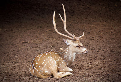 Deer on field