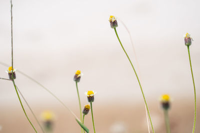 Close-up of yellow flowers blooming outdoors