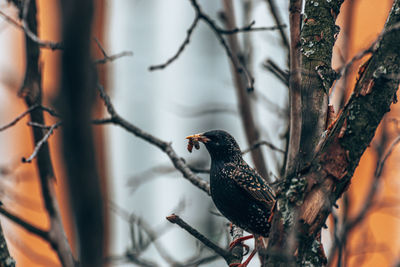 Bird perching on a tree