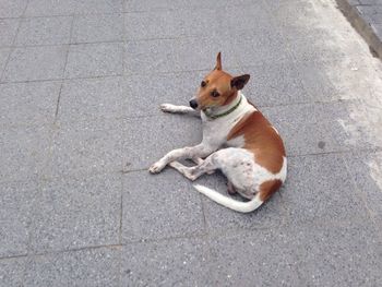 High angle view of dog on road