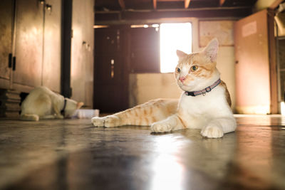 Cat resting on floor at home