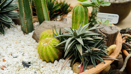 Close-up of succulent plant