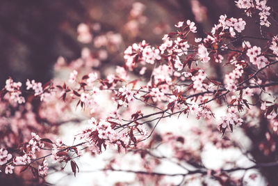 Low angle view of cherry blossoms in spring