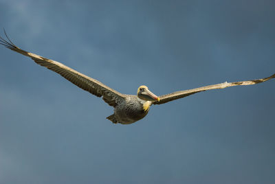 Male brown pelican, pelecanus occidentalis, with mating plumage in flight