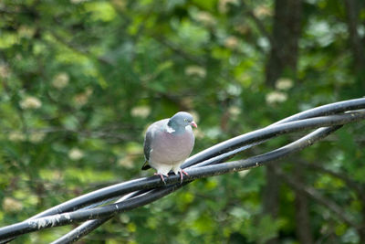 Close-up of bird perching on tree