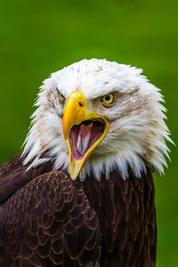 Close-up of eagle