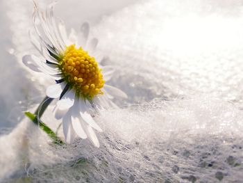 Close-up of white flowering plant