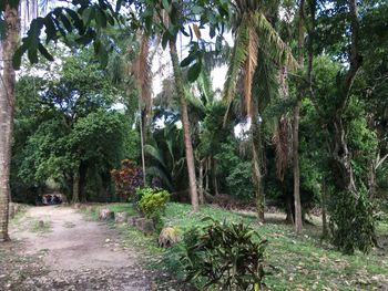 Trees in forest